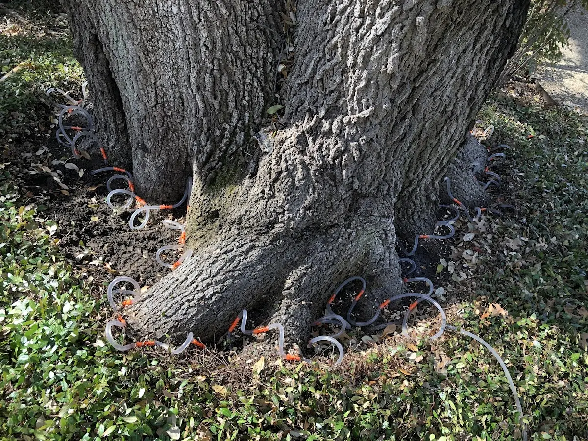 Detailed Tree Cabling and Bracing job site in Graham