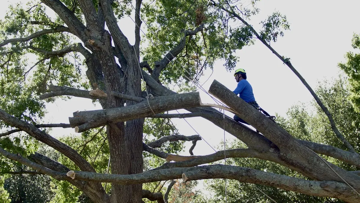 Professional Crown Thinning performed by certified arborists in Graham