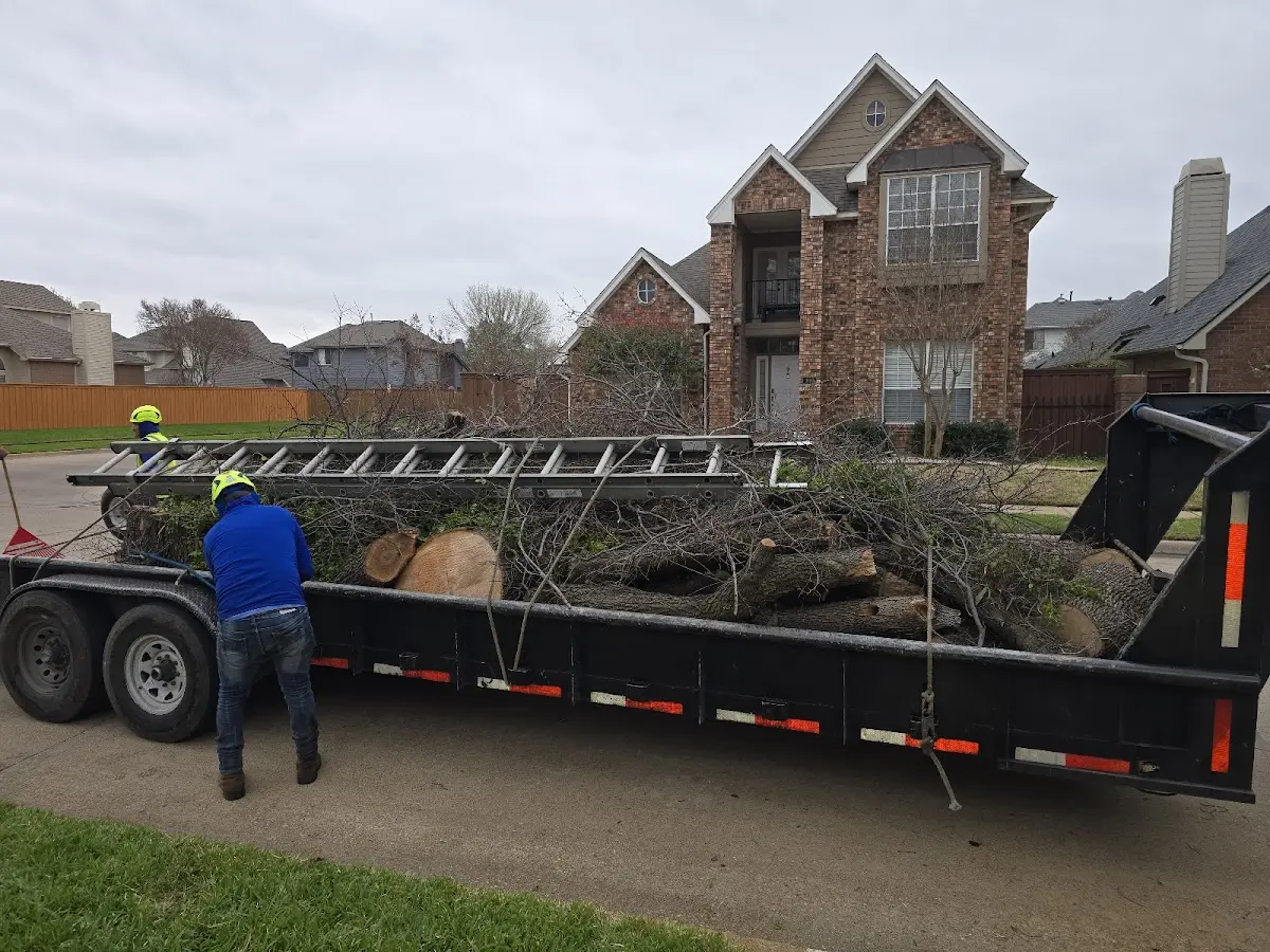Expert Tree Pest Control with proper safety equipment in Graham